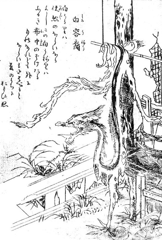 Shiro-uneri