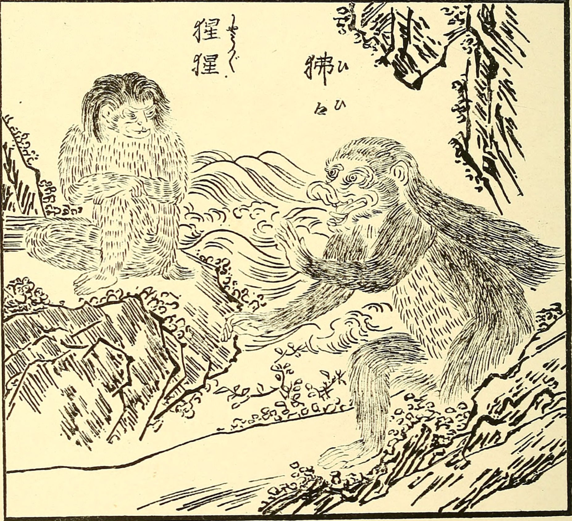 猩々